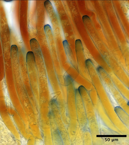 Peziza griseorosea