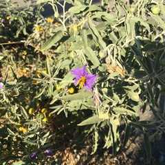 Solanum elaeagnifolium