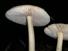 Amanita stranella