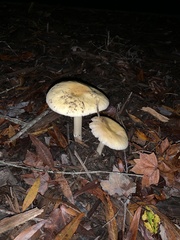 Amanita stranella