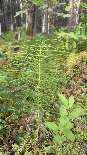 meadow horsetail