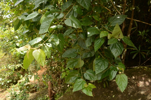 Croton aromaticus, 2025-08-03