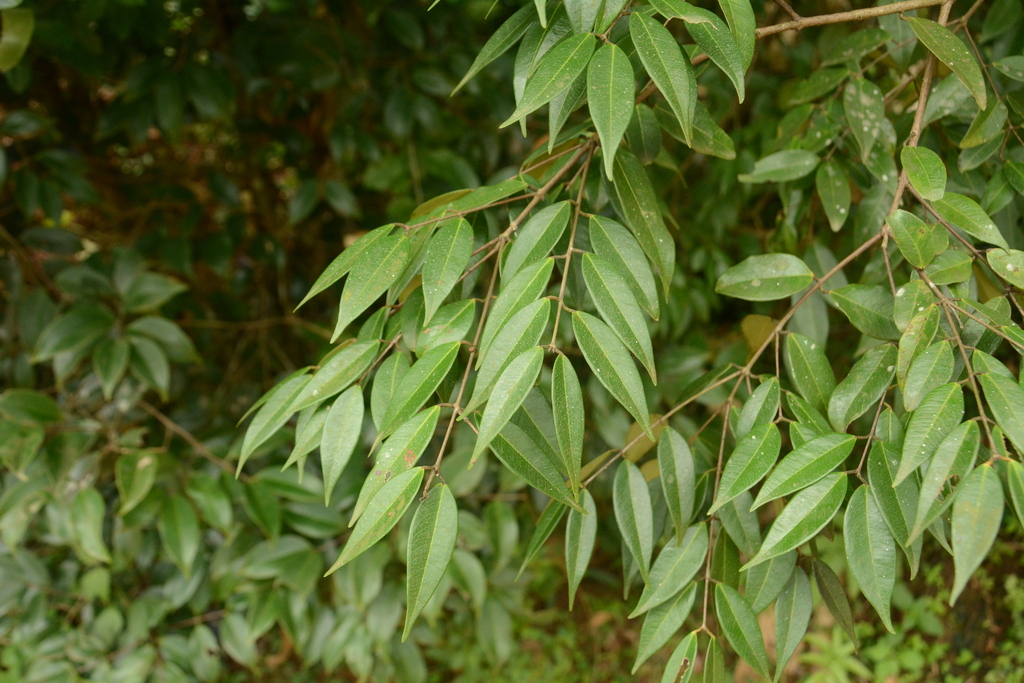 Syzygium zeylanicum; photograph (c) Siddarth Machado, some rights reserved (CC BY)