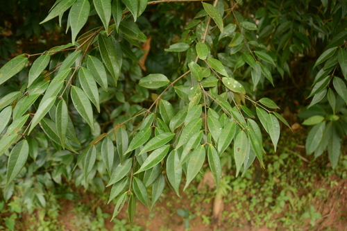Syzygium zeylanicum, photograph 3
