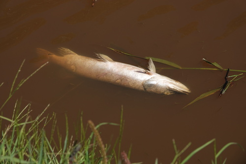 Esox lucius