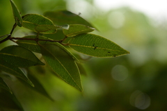 (c) Siddarth Machado, some rights reserved (CC BY) Syzygium zeylanicum, photograph (c) Siddarth Machado, some rights reserved (CC BY)