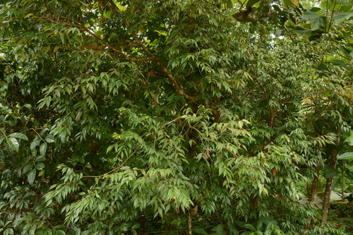 Syzygium zeylanicum, photograph 5