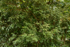 (c) Siddarth Machado, some rights reserved (CC BY) Syzygium zeylanicum, photograph (c) Siddarth Machado, some rights reserved (CC BY)