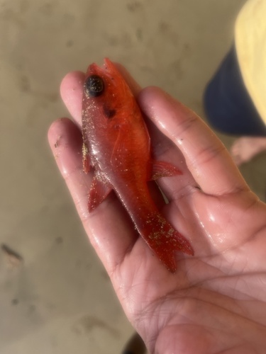 Brazilian flamefish (Apogon americanus) — Apogonidae — 3