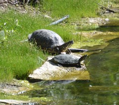 Trachemys scripta elegans