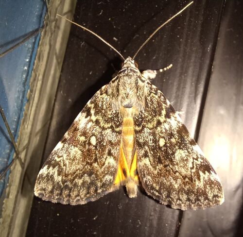 Little Lined Underwing photo 5