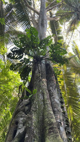 Monstera adansonii