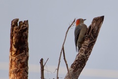 Melanerpes aurifrons