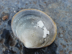 Retrotapes lenticularis