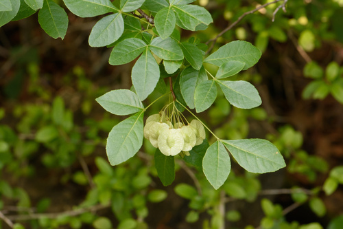 Ptelea trifoliata var. persicifolia