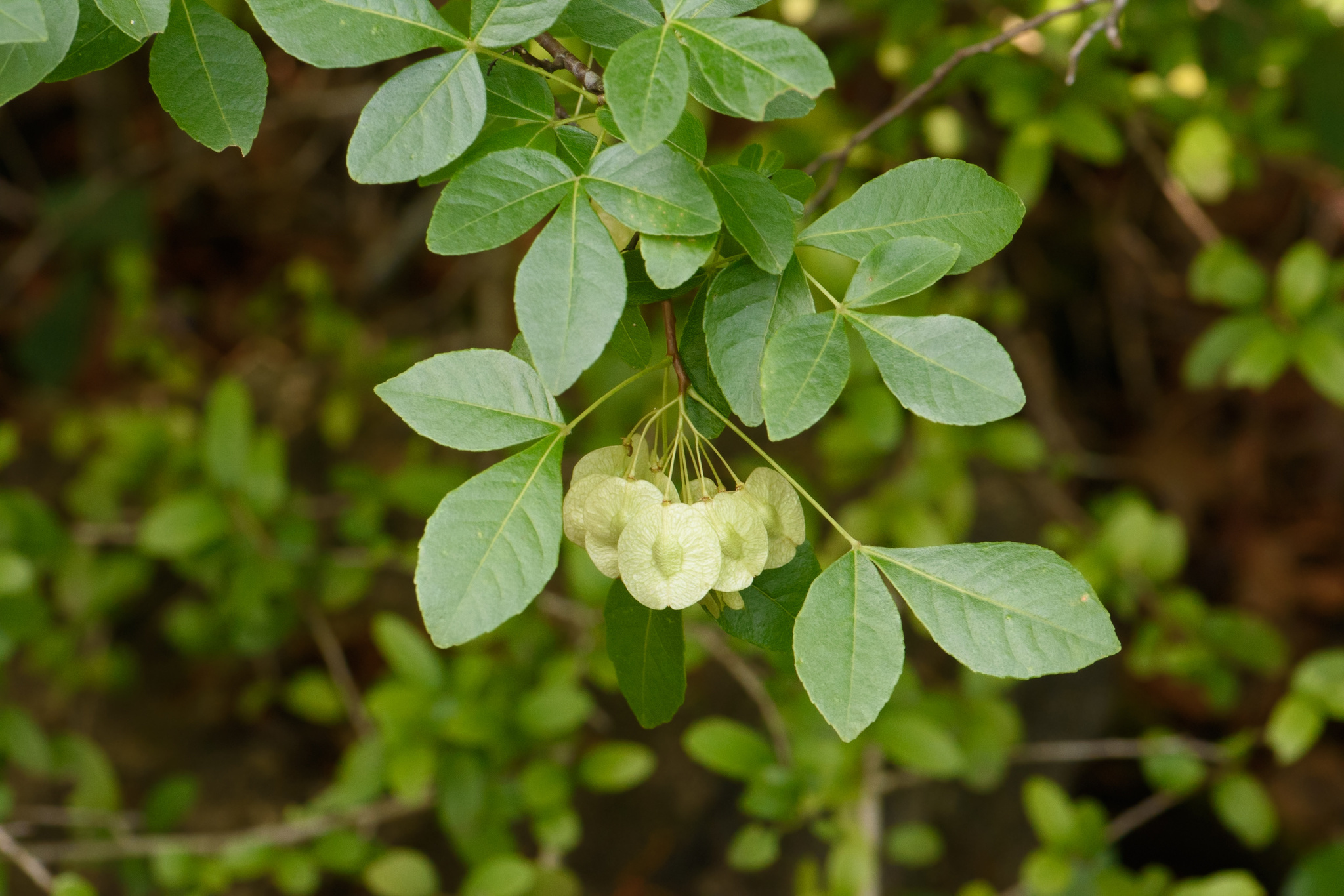 Ptelea trifoliata var. persicifolia
