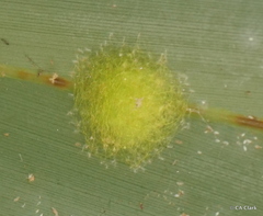 Thelacantha brevispina