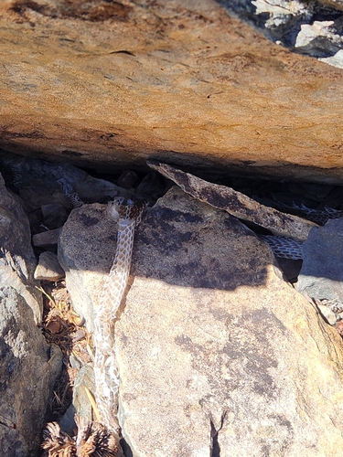 iNaturalist observation photo of Striped Whipsnake