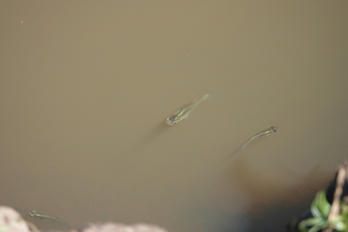 Gambusia holbrooki