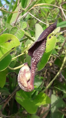 Aristolochia esperanzae, photograph 2