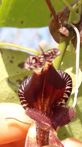 Aristolochia esperanzae, photograph 3
