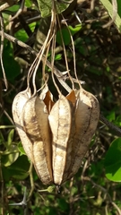 Aristolochia esperanzae, photograph Analía Belaus, CC0, iNaturalist via GBIF