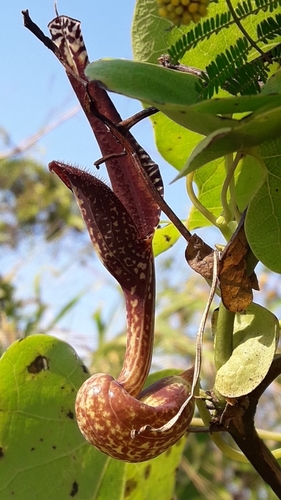 Aristolochia esperanzae, photograph 5