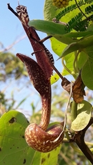 Aristolochia esperanzae, photograph Analía Belaus, CC0, iNaturalist via GBIF
