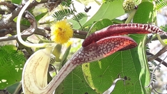 Aristolochia esperanzae, photograph Analía Belaus, CC0, iNaturalist via GBIF