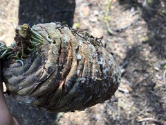 Abies magnifica magnifica