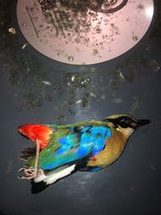 Pitta moluccensis