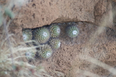 Mammillaria scrippsiana