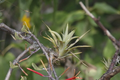 Tillandsia ionantha