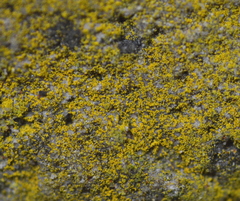 Flavoplaca flavocitrina