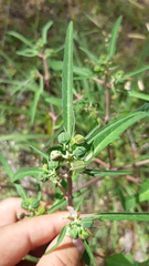 Euphorbia jaliscensis