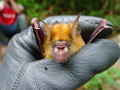 Hipposideros abae