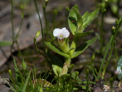 Gratiola pubescens