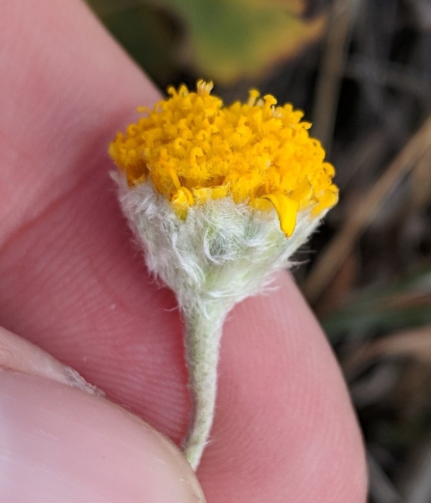 Stemless Four-nerved Daisy in August 2018 by Pat Deacon · iNaturalist