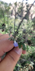 Salvia melissodora