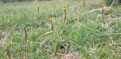 Tagetes subulata