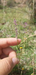 Polygala glochidiata