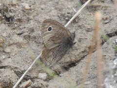 Cercyonis oetus