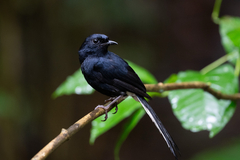 White-Vented Shama photo 1