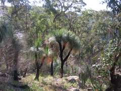 Xanthorrhoea glauca