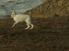 Lepus arcticus