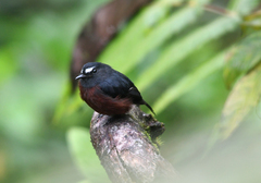 Ochthoeca cinnamomeiventris