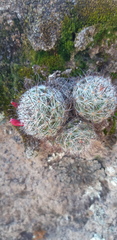 Mammillaria gilensis