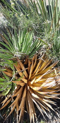 Agave filifera