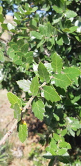 Quercus eduardii