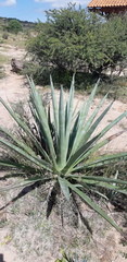 Agave tequilana